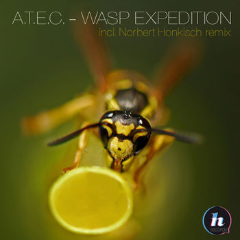 Wasp Expedition